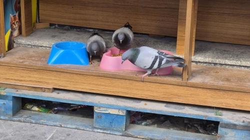 Eskişehir’de acıkan güvercinler kedi mamalarına ortak oldu