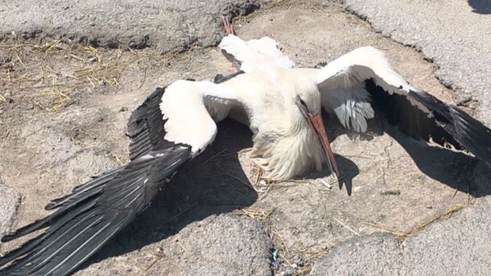 Eskişehir’de bacağı kırık leylek 4 gündür yardım bekliyor: “Kimse geri dönüş yapmadı”