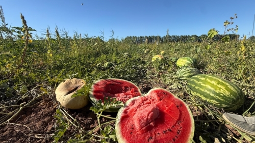 Eskişehir’de 2 bin 500 ton karpuz tarlada kaldı: Gelsinler bedava alsınlar