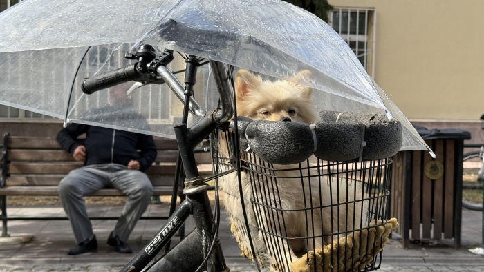Yağmurda minik dostuna şemsiyeli koruma