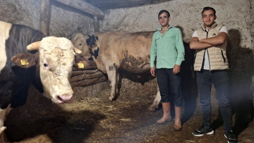 Eskişehir’in dev danaları rekora koşuyor: Biri 1 ton 750 kilo